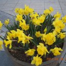 꽃사슴화원 이미지