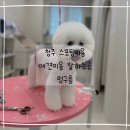 청주 애견미용 멍구름 스포팅미용 맛집 찾았다,, 우리 강아지 인생 미용실