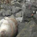 [동영상] 젠투펭귄 - 길막중인 바다표범을 밟고 지나가는 모습 이미지