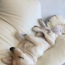 아리댕댕애견카페 이미지