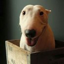 (주)퍼니펫 이미지