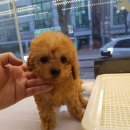 안산강아지분양 사랑스러운 크림푸들 공주님 분양 중&amp;바둑아놀자 애프리(레드)푸들 왕자님 분양 후기!