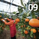 한라봉관광
