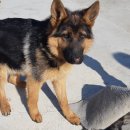 세계명견 감곡켄넬 | 문경애견훈련소 세퍼트 복종교육, 예절교육을 위한 출장교육 후기