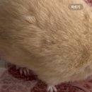 태태네정육점