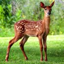 사슴은 꽃이었다 이미지