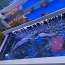 일동회직판장 이미지