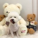 댕그루밍 이미지