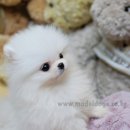화이트포메라니안 이미지