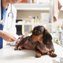 온유동물병원 이미지