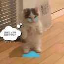 올베이크
