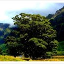 남섬- 피요르드랜드 국립공원 Fiordland National Park 이미지