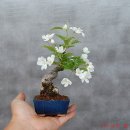 꽃나라 이미지