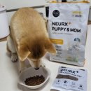 퍼피앤맘 이미지