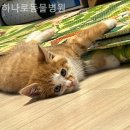 하나로동물병원 | 서구 동물병원 하나로동물병원 첫입원