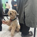 군자애견 이미지