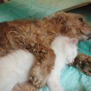 웃으면복이와요 이미지