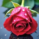 L'aigle noir / Sama Nainen / Natalie Cole-Love / The Skater's Waltz 이미지