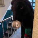 (11/25)초콜릿 컵케이크 이미지