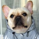 아메리칸 불리 하우스 이미지