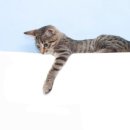 야옹아멍멍해봐(두정점) 이미지