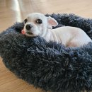 [애견방석 추천] 강아지 필수템! '우기펫' 도넛방석 솔직 후기