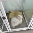 멍지중지 이미지