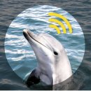 돌핀 이미지