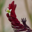 ■Kangaroo Paw 이미지