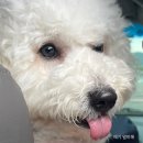 커피애퐁