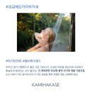 카미 미용실 이미지