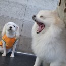 힐링독 반려견센터 이미지