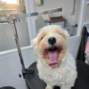 도담애견 이미지