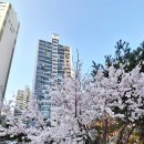 새말유치원 | 벚꽃 구경하러 서울까지 가지 마세요! 의정부 중랑천 벚꽃 산책 코스 추천