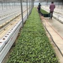 두상농장 이미지