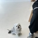 노즈밀 이미지