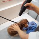 댕댕샤워 이미지