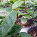 세한농원 이미지