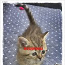 펫365 강아지분양 고양이분양 전주본점 이미지