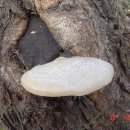 수양버들 나무 아래 버섯 이미지