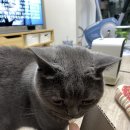 홍주천년한과