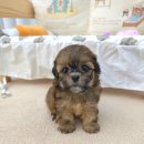 꽃강아지 이미지