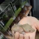 파충류샵 스마일게코 | 동탄 파충류샵 도마뱀 분양 부기배미 크리스티드게코 분양 후기