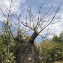 중국 샤먼 자유여행: 만석산에 위치한 샤먼 식물원 탐방 이미지