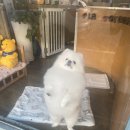 파리바게뜨 신방화 이미지