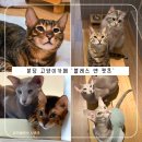 분당 고양이카페 '블레스 앤 캣츠' 희귀품종묘&amp;유기농커피, 어린이날 행사까지