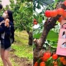 새콤달콤체리농장
