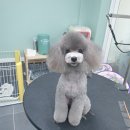 배츄네펫살롱 이미지