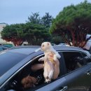 슈르+ 동물병원 이미지