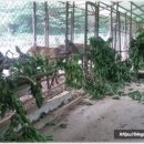 와룡사슴농장 이미지